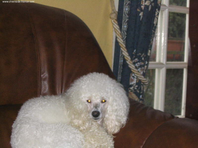 Roquette des brumes de Byzance